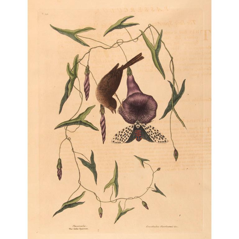 Natural History Carolina Colored Engraving by Mark Catesby (1683-1749): Passerculus (the little sparrow) Convovulus Carolinensis the natural history of Carolina, Florida and the Bahama Islands colored engraving on paper 1731-1741 T.35 Mark Catesby (1683-1749) 13.75 x 10.2