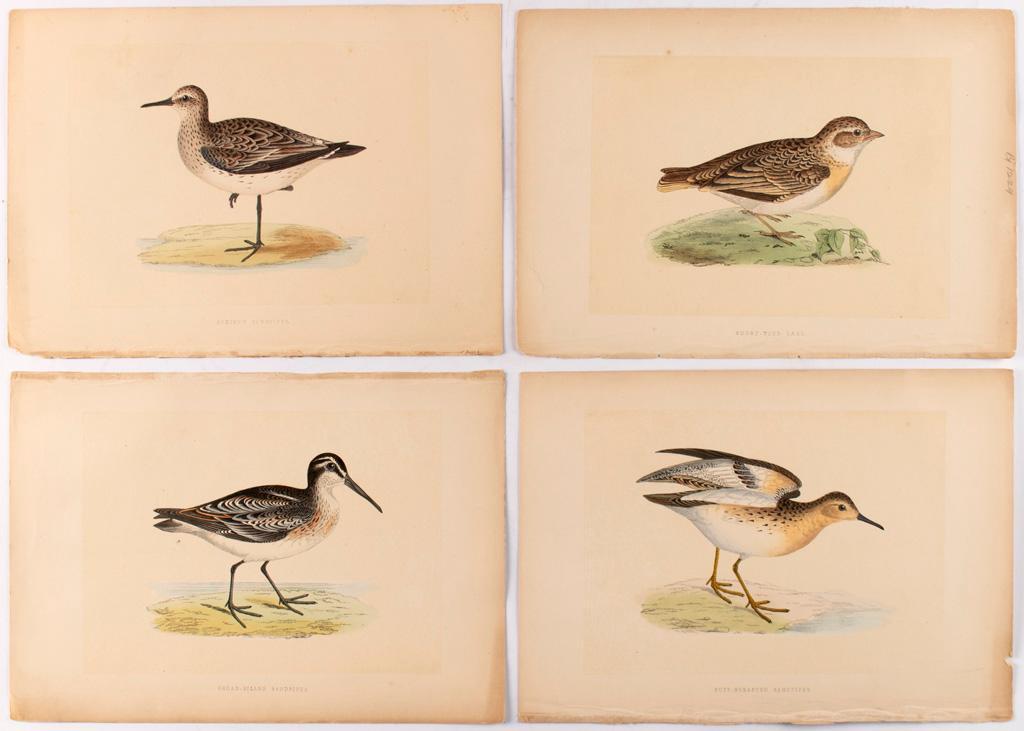 7 Ornithology Lithographs by Alexander Francis Lydon (British, 1836-1917) (1 of 2)