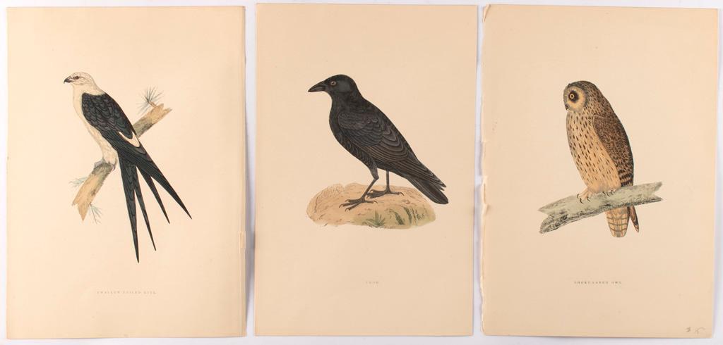 6 Ornithology Lithographs by Alexander Francis Lydon (British, 1836-1917) (1 of 2)
