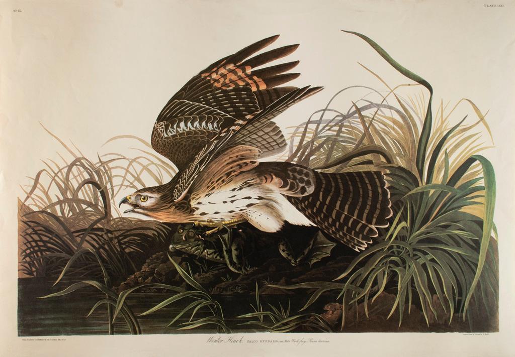 John James Audubon (1785-1851) Winter Hawk Engraving (1 of 4)