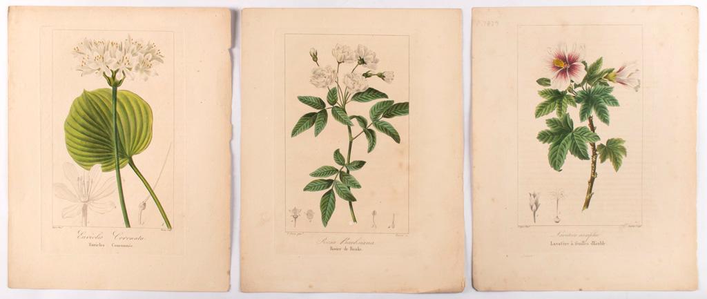 6 Early Colored Botanical Engravings by Pancrace Bessa (1 of 4)