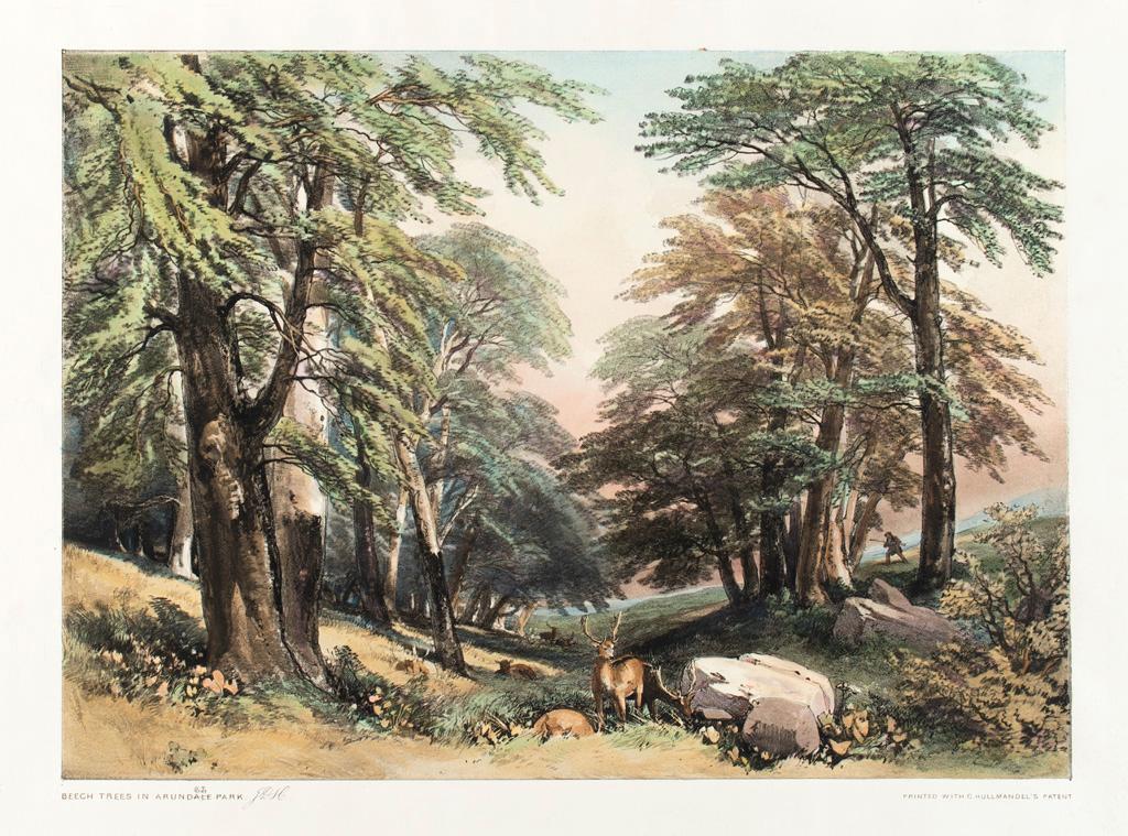 Hand Colored Lithograph by James D. Harding (English, 1798-1863): Beech Tree in Arundale Park, From The Park and the Forest hand colored lithographs James Duffield Harding (English, 1798-1863) Published by Thomas Maclean London 1841 C. Hullmandel's Patent 17 x 12.5