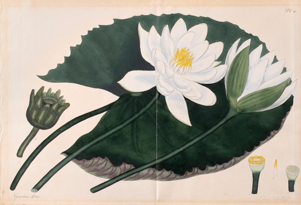Henry C. Andrews Lithograph from Botanist's Repository (1797-1814) (1 of 3)