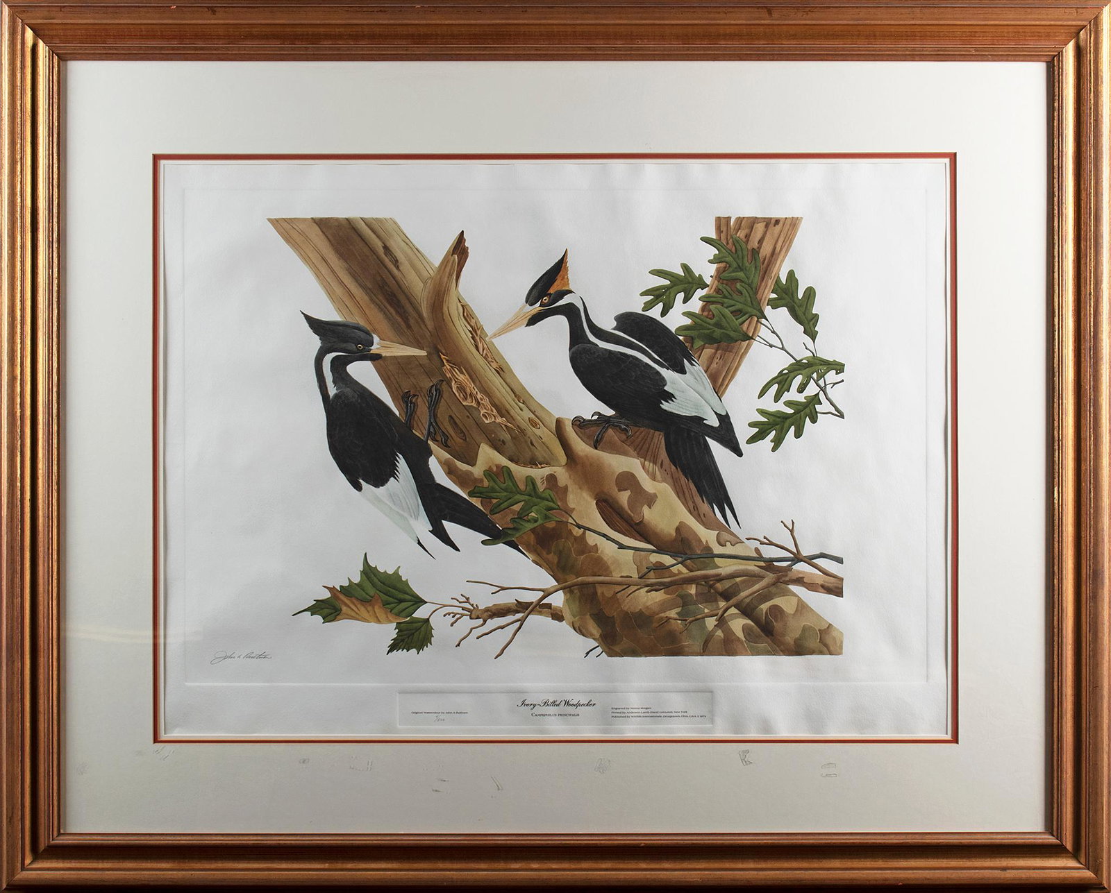 Ivory Billed Woodpecker Engraving by John Ruthven (1924-2020) (1 of 5)