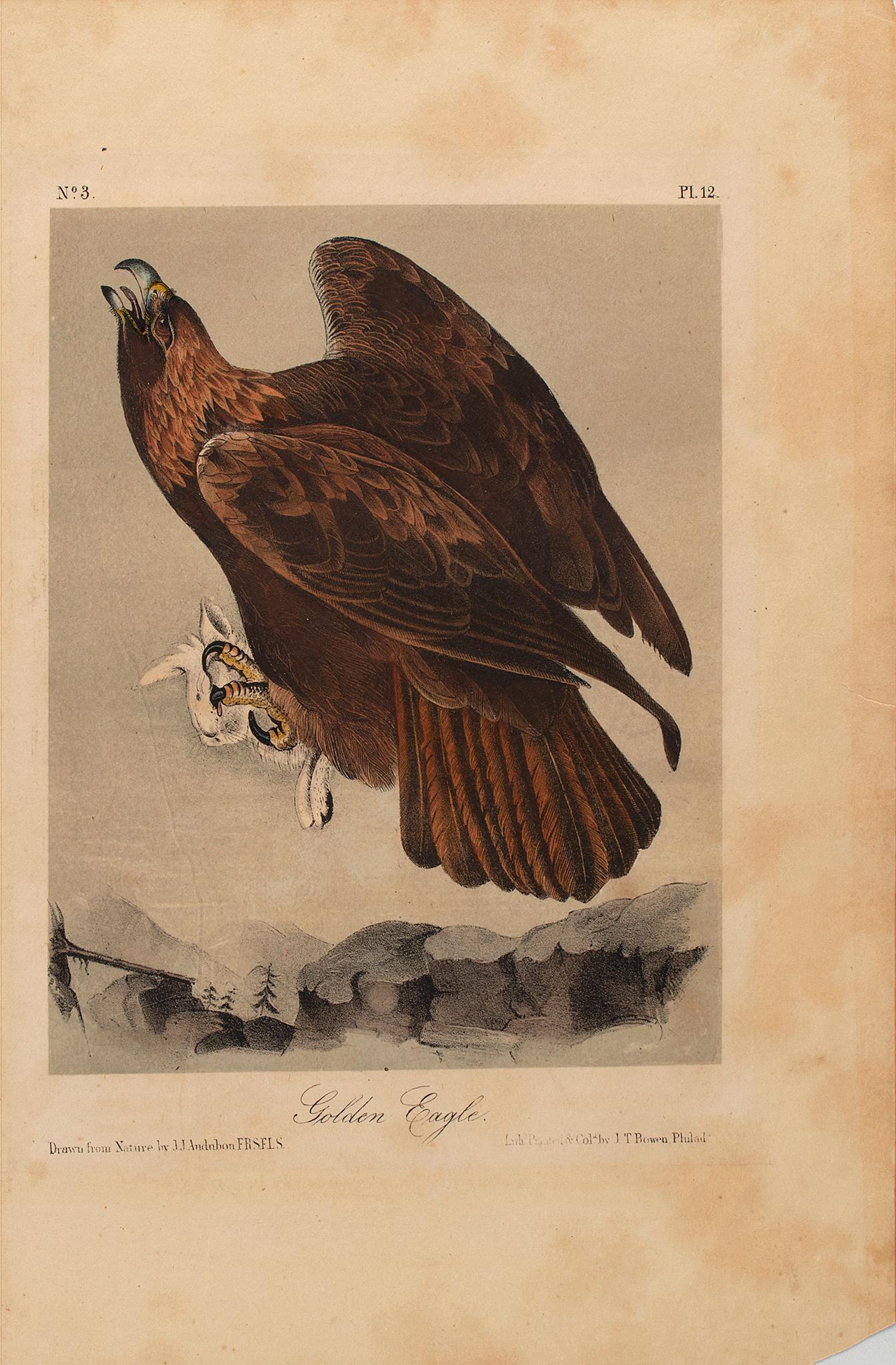Golden Eagle lithograph on paper plate 12 No.3 Drawn from Nature by J. J. Audubon Lithograph printed (1 of 1)