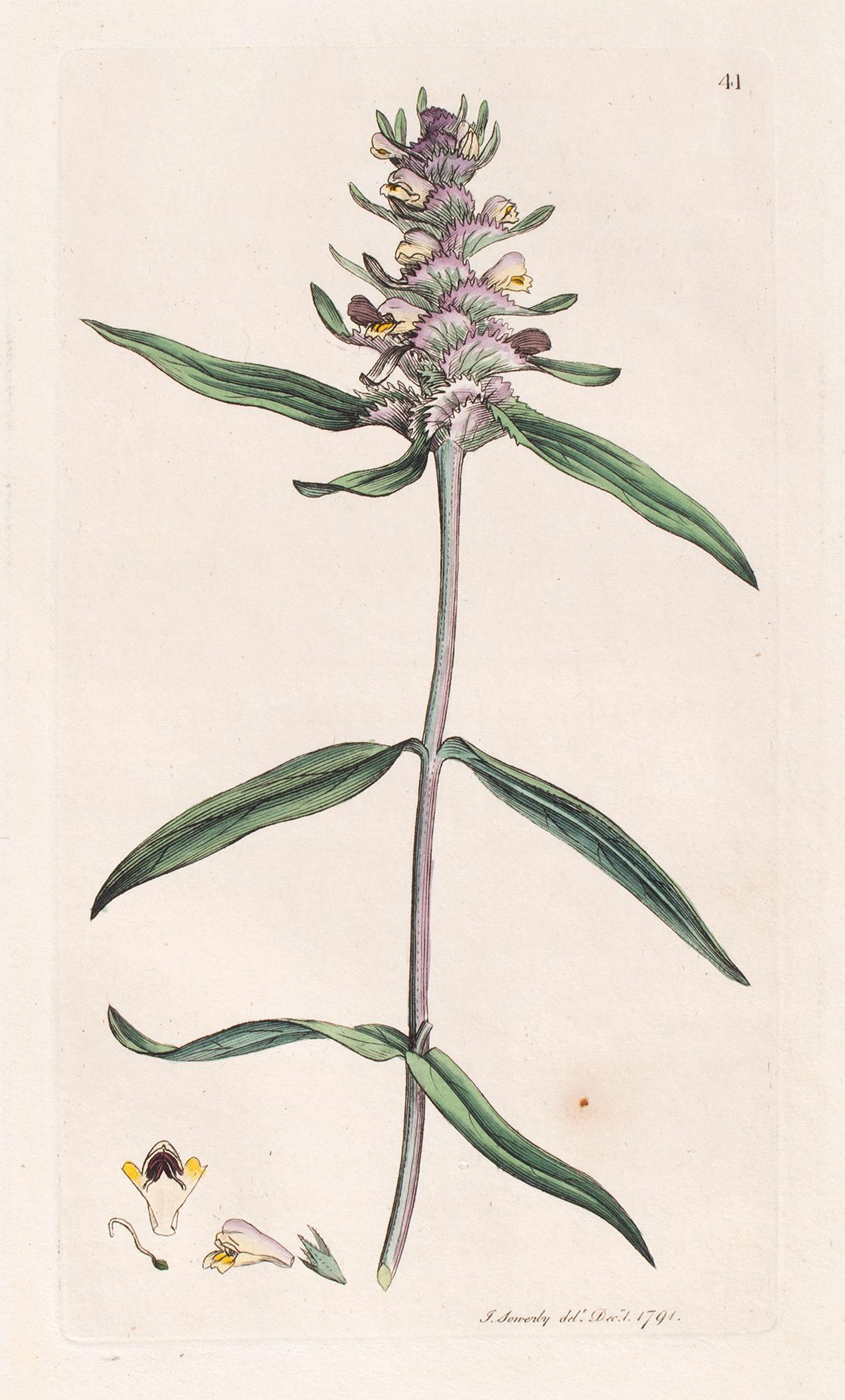 British, 18th century. A group of fine botanical copper-plate engravings with original hand-coloring (1 of 9)