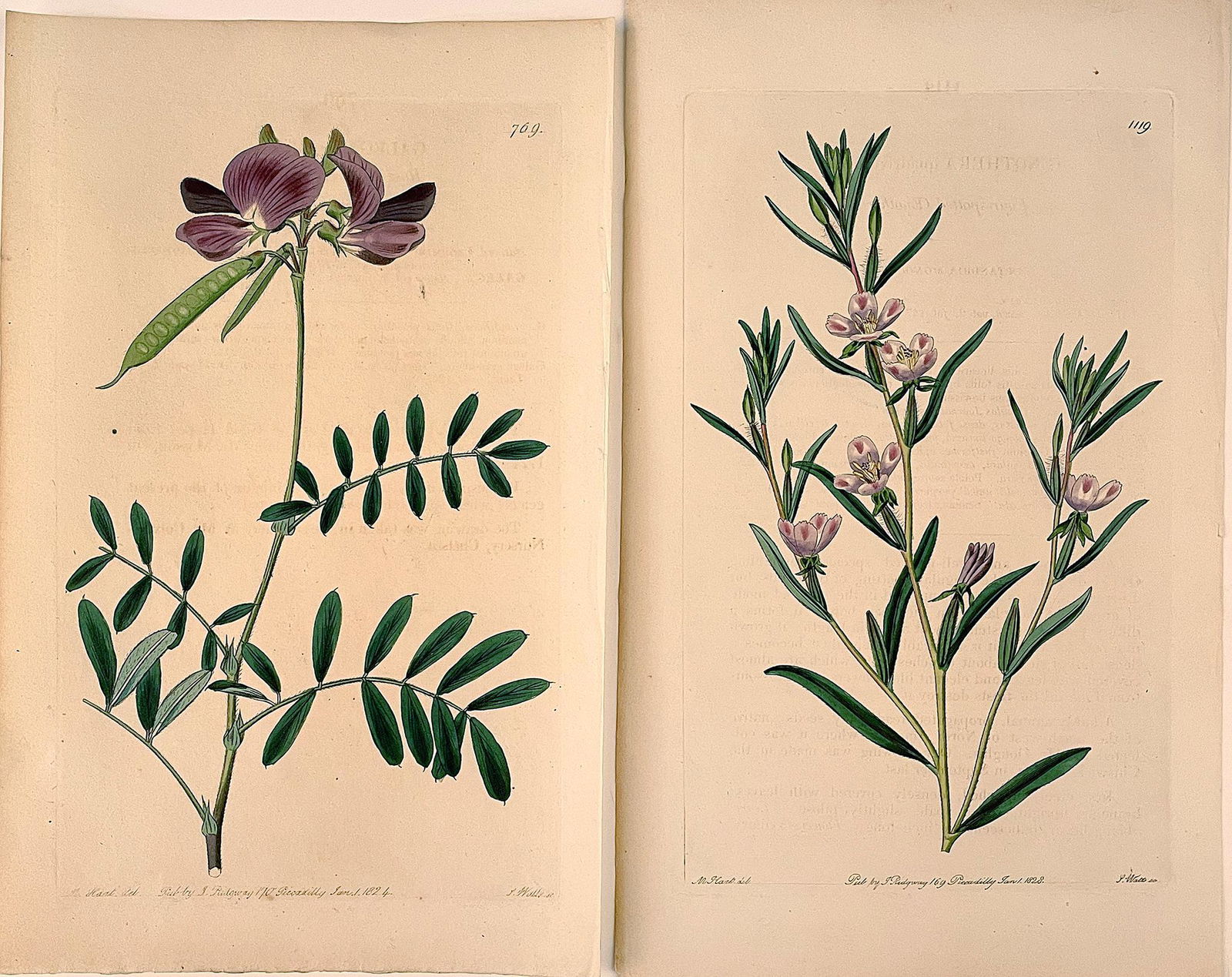 Botanicals colored engravings on paper M. Hart del. J. Watts sculp. published by J. Ridgeway 169 (1 of 1)