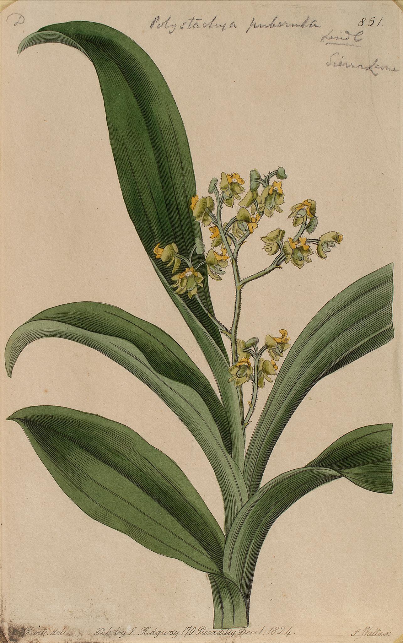 Botanicals hand colored stipple engravings various artists: F.W. Smith, Hawk P. Watts, J & J Parkin (1 of 5)