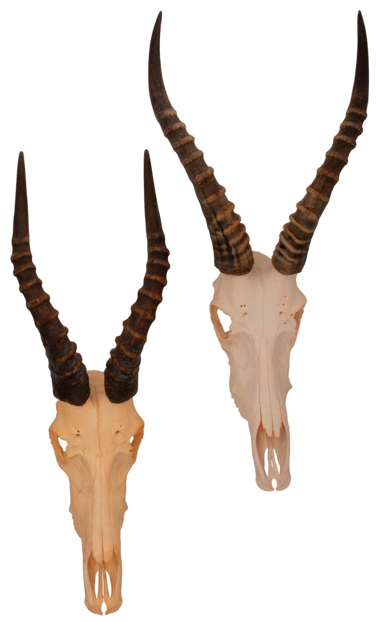 A Pair Of African Blesbok Taxidermy Skulls Auction