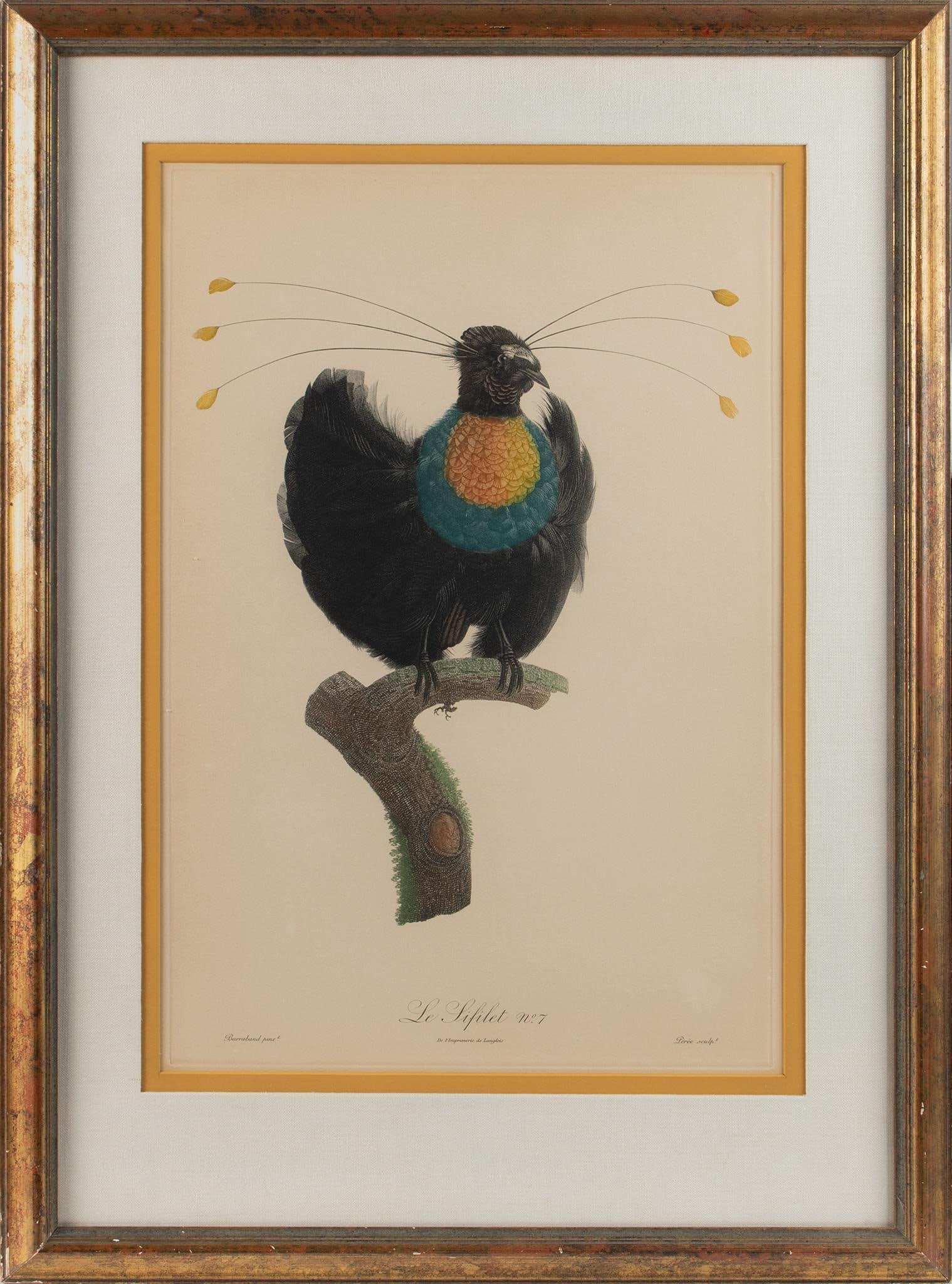 A Colored Ornithology Engraving by Jacques Barraband (French, 1768-1809) (1 of 2)
