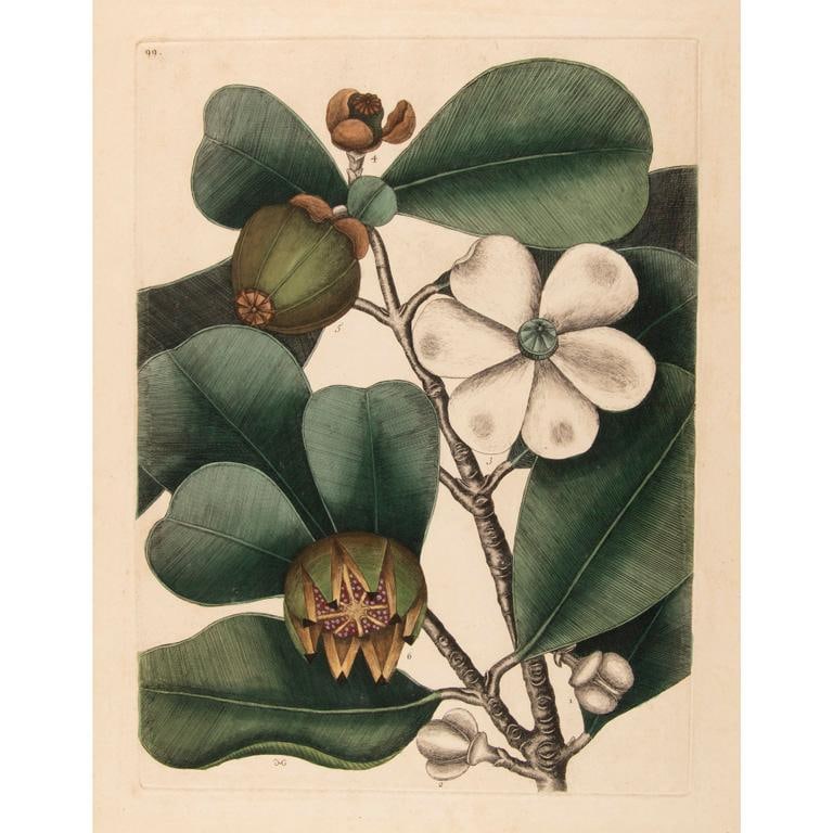 Colored Botanical Engraving by Mark Catesby (1683-1749) (1 of 4)
