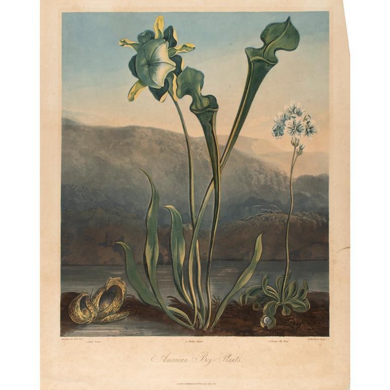 The Temple of Flora American Bog-Plant Robert Thornton (1 of 5)