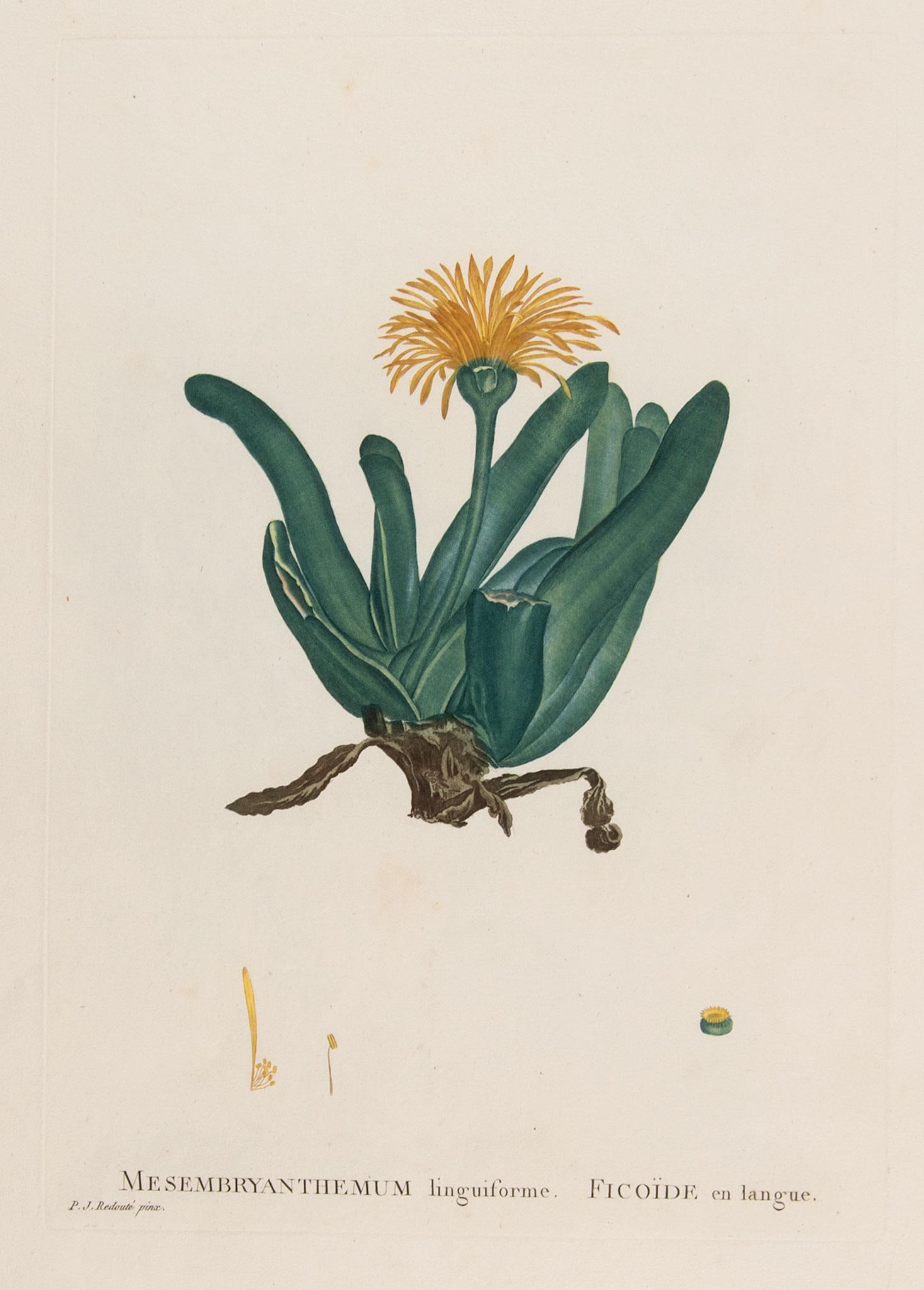 5 Pierre Joseph Redoute Botanical Engravings (1 of 5)