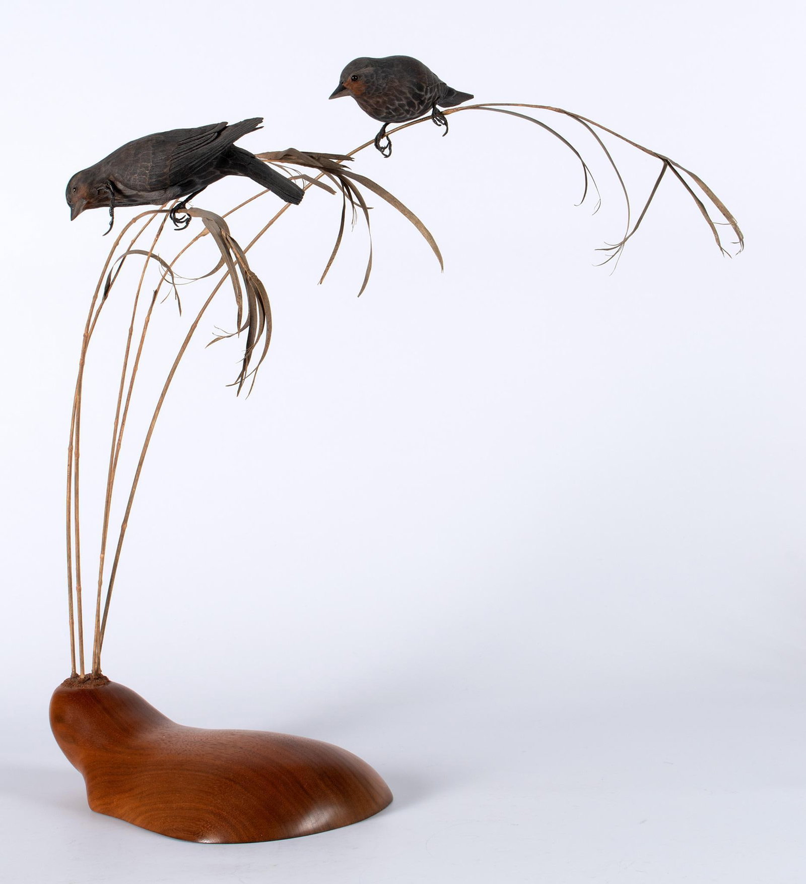 Ornithology Blackbirds Carved Sculpture by Steve Burelison: American, circa 1990. An Ornithology sculpture of Red-Winged Blackbirds "October Gold" by Steve Burelison, two carved wooden Blackbirds within nature on a wooden base; ht. 22, wd. 18, dp. 20 inches. O