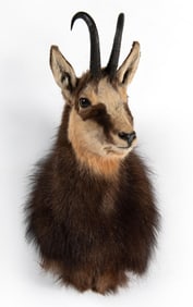 Alpine Chamois Shoulder Mount