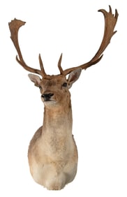 Fallow Deer Shoulder Mount