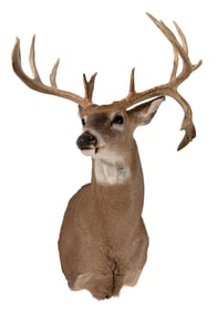 Non-Typical 13 Point Whitetail Deer Shoulder Mount