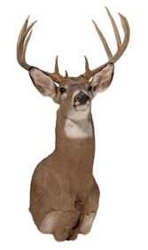 Shoulder Mount of Ten Point Whitetail Deer