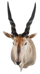 Shoulder Mount of a Eland