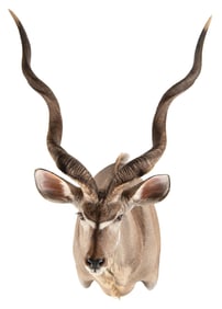 Shoulder Mount of a Kudu