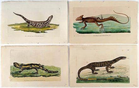 4 Natural History Colored Engravings by Frederick Polydore Nodder (British fl. 1770-1800)