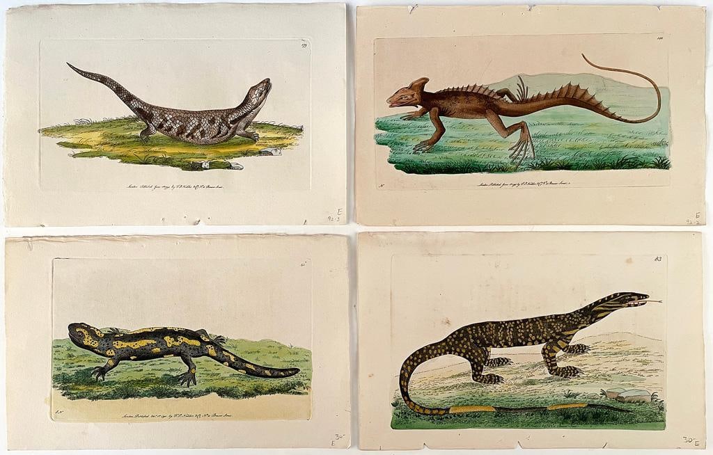 4 Natural History Colored Engravings by Frederick Polydore Nodder (British fl. 1770-1800) (1 of 1)