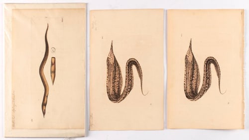 A Group of 6 Natural History Engravings by Frederick Polydore Nodder