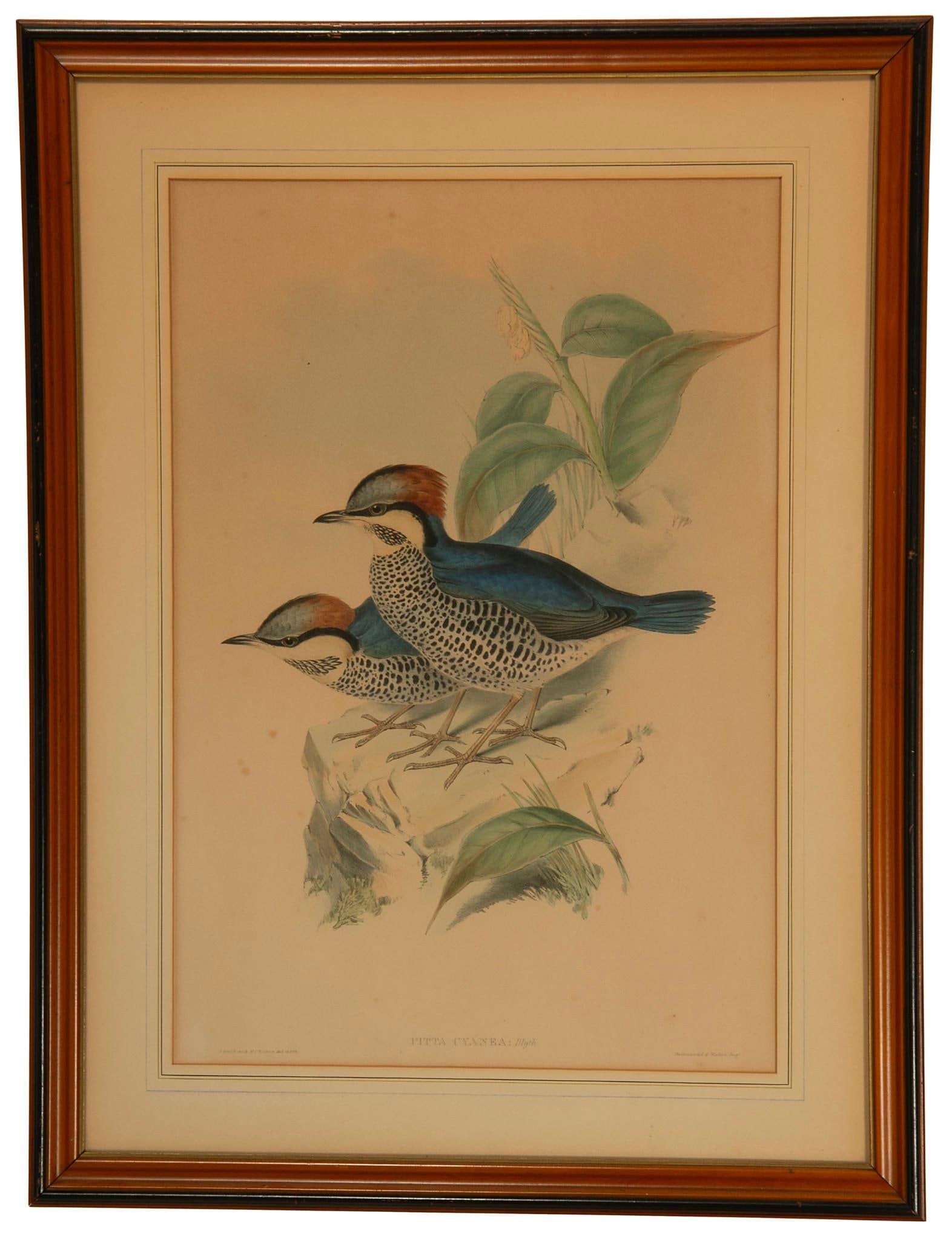 John James Audubon Birds of America Engravings (1 of 3)