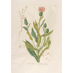 Original Botanical Study From the Flora Napolitana by Tenore