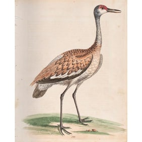 A Hand Colored Ornithology Watercolor Engraving by George Edwards