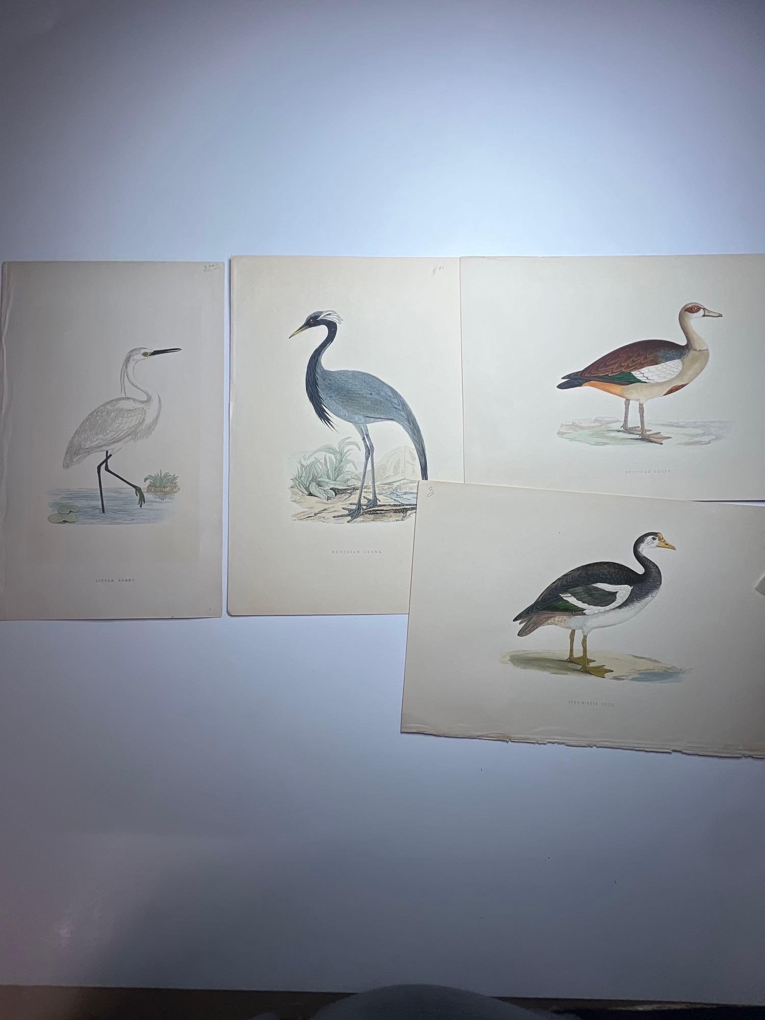 4 Ornithology Lithographs by Alexander Francis Lydon (British, 1836-1917) (1 of 5)