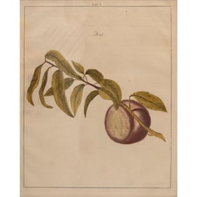 A Johann Hermann Knoop (1700-1769) Peach Engraving