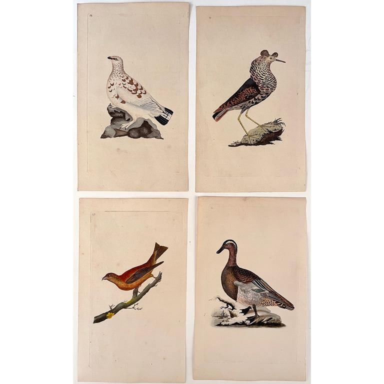 A Group of 8 British 18th Century Naturalist Colored Engravings by Richard Nodder: British, 18th century. A group of 8 ornithology and naturalist colored engravings, including Richard and Frederick Nodder. Each with J. Whatman watermarked paper; largest 8.25 x 9.5 inches. All overal