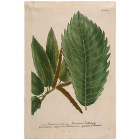 Three Colored Engravings by Johann Wilhelm Weinmann (German, 1683-1741)
