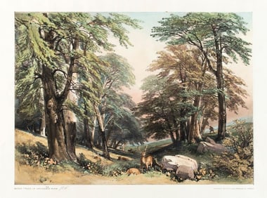 Hand Colored Lithograph by James D. Harding (English, 1798-1863)