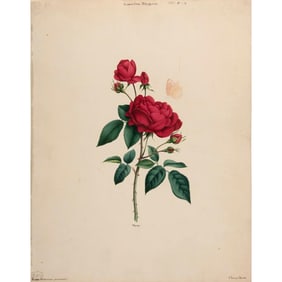 Original Watercolor Botanical in the Manner of Pierre Joseph Redoute