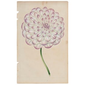A Group of 4 19th Century Botanical Engravings