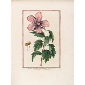 Hand Colored Botanical by Georgio Bonelli (Italian,1724-1782)