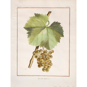 3 Early 19th Century Grape Vine Botanicals by Tardieu (French)