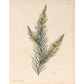 Henry Charles Andrews Colored Engravings from The Botanist's Repository (1797-1814)