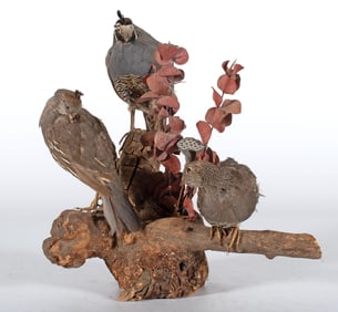 Taxidermy Mounting of California Quails