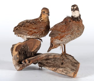 Taxidermy Mounted Pair of Quails on Driftwood