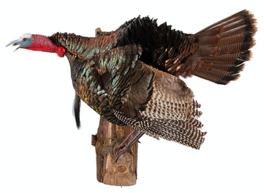 Full Body Wild Turkey Taxidermy Mount