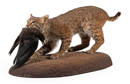 A Full Body Bobcat Taxidermy Mount