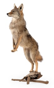 Full Body Coyote Taxidermy Mount