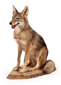 Full Body Coyote Taxidermy Mount