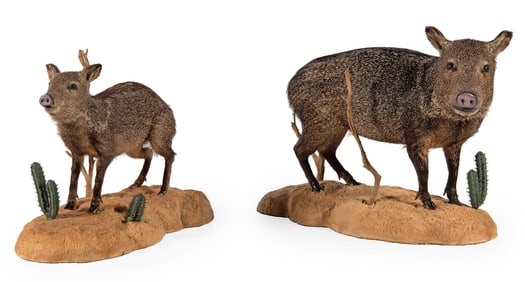 Two Full Body Javelina Pig Taxidermy Mounts