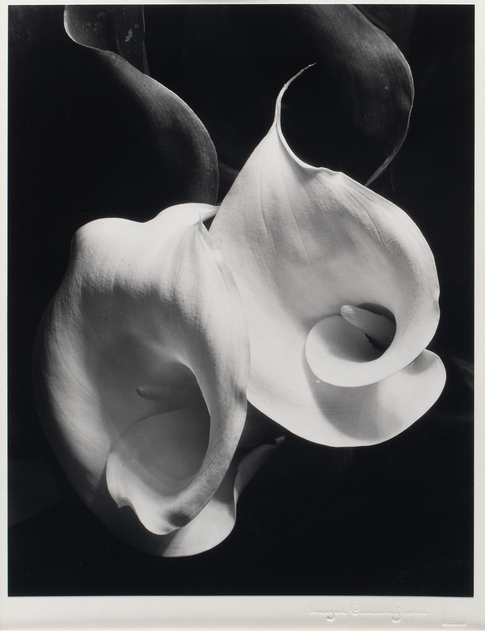 A Photograph of Two Callas by Imogen Cunningham (American, 1883-1976) (1 of 3)