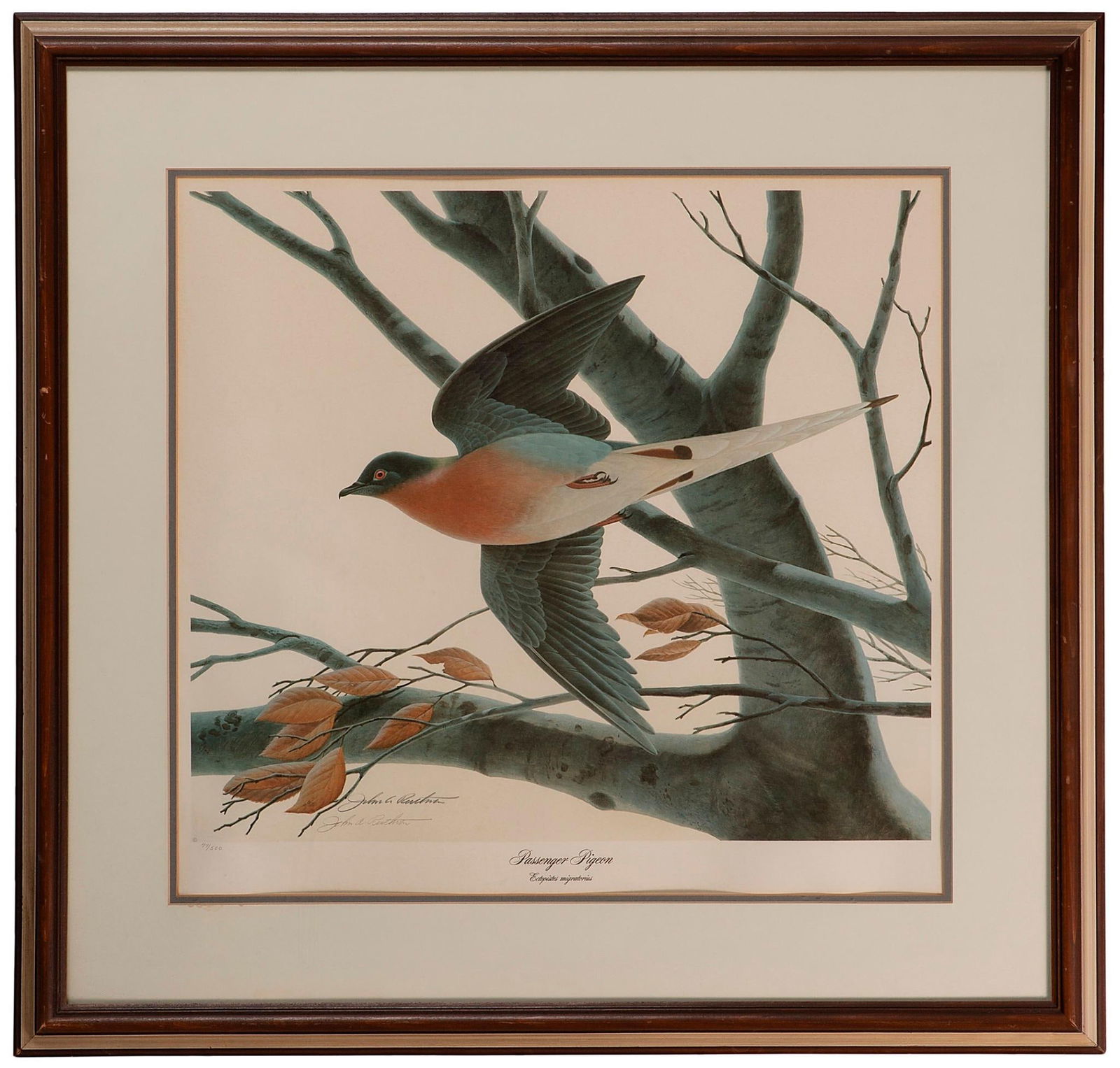 Passenger Pigeon by John Ruthven (1 of 2)