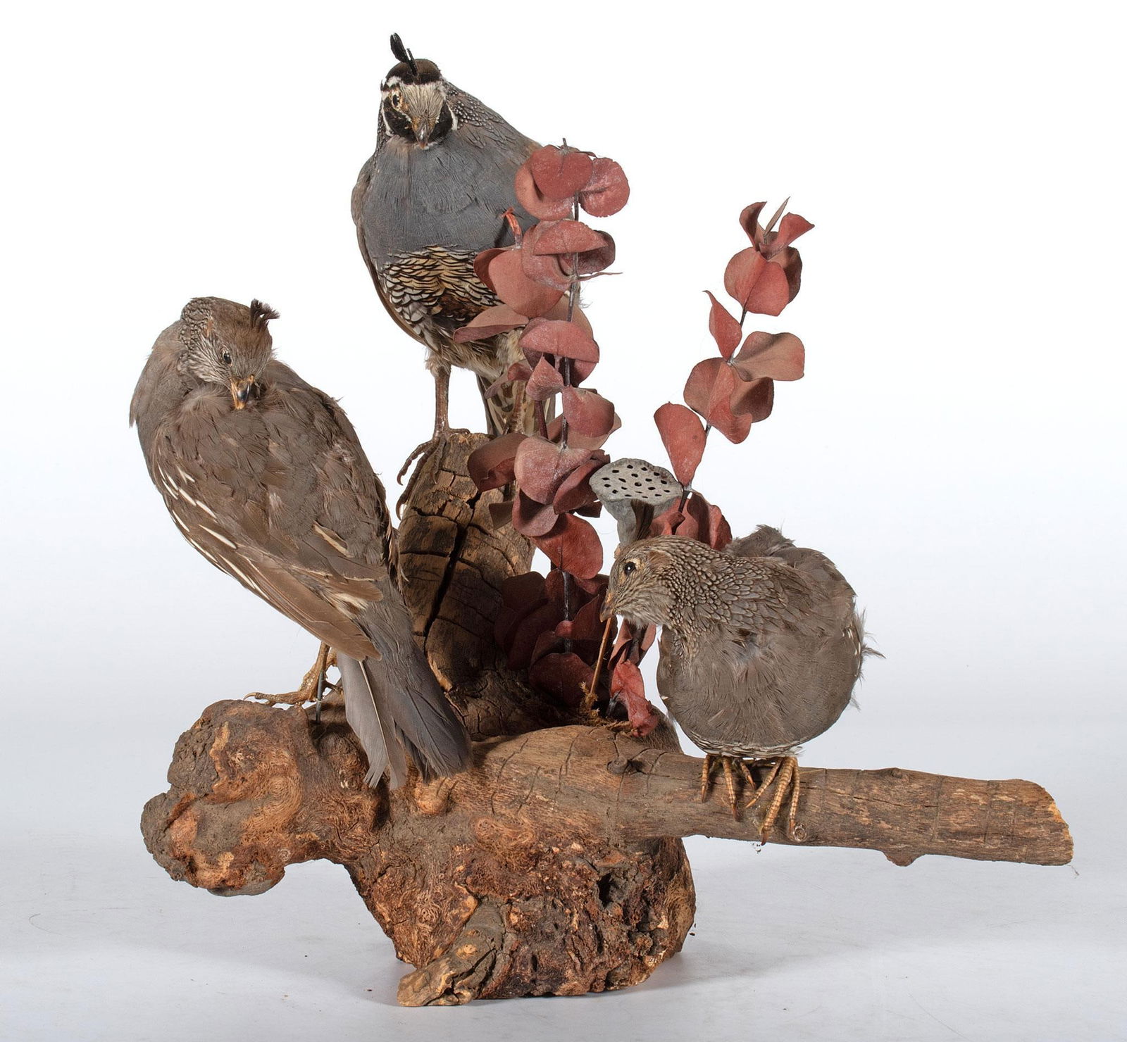 Taxidermy Mounting of California Quails (1 of 2)